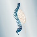 Stylized Human Spine and Rib Cage Illustration Royalty Free Stock Photo