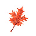 Modern autumn trendy icon of falling oak leaves, maple. Scrapbook collection of fall season elements. Flat natural vector Royalty Free Stock Photo