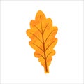 Modern autumn trendy icon of falling oak leaves. Scrapbook collection of fall season elements. Flat natural vector illustration