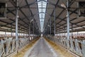 Modern barn for breeding of cows in free livestock stall Royalty Free Stock Photo