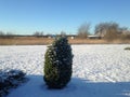 Beautiful view - winter in Estonia on Saarem, juniper and snow