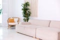Elegant living room interior in scandinavian style with couch in light room. Large green houseplant in potted