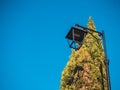 Modern black led street lamp on the background of blue sky and thuja Royalty Free Stock Photo