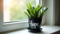 Modern black plant pot with Hope in white snake plant in sunlit corner Royalty Free Stock Photo