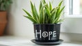 Modern black plant pot with Hope in white snake plant in sunlit corner Royalty Free Stock Photo