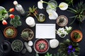 Picture frame mockup. Cactus, succulent plants, tulips, and decorative rocks. View from above Royalty Free Stock Photo