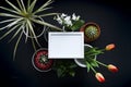 Picture frame mockup. Cactus, succulent plants, tulips, and decorative rocks. View from above Royalty Free Stock Photo