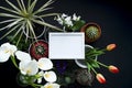 Picture frame mockup. Cactus, succulent plants, tulips, and decorative rocks. View from above Royalty Free Stock Photo