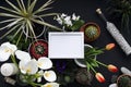 Picture frame mockup. Cactus, succulent plants, tulips, and decorative rocks. View from above Royalty Free Stock Photo