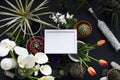 Picture frame mockup. Cactus, succulent plants, tulips, and decorative rocks. View from above Royalty Free Stock Photo