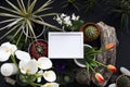 Picture frame mockup. Cactus, succulent plants, tulips, and decorative rocks. View from above Royalty Free Stock Photo