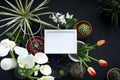 Picture frame mockup. Cactus, succulent plants, tulips, and decorative rocks. View from above Royalty Free Stock Photo