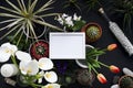 Picture frame mockup. Cactus, succulent plants, tulips, and decorative rocks. View from above Royalty Free Stock Photo