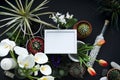 Picture frame mockup. Cactus, succulent plants, tulips, and decorative rocks. View from above Royalty Free Stock Photo