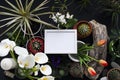 Picture frame mockup. Cactus, succulent plants, tulips, and decorative rocks. View from above Royalty Free Stock Photo