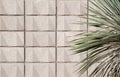 Modern block wall with yucca cactus plant