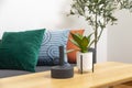 Modern Blue, green, and orange pillow on sofa in living room with olive tree in plant pot. Royalty Free Stock Photo