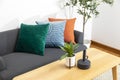 Modern Blue, green, and orange pillow on sofa in living room with olive tree in plant pot. Royalty Free Stock Photo