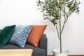 Modern Blue, green, and orange pillow on sofa in living room with olive tree in plant pot. Royalty Free Stock Photo