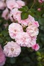 Modern blush pink rose shrub in romantic garden in spring