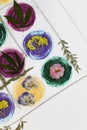 Modern botanical pressed flower art. Pressed floristry Oshibana in the boho style. Drawn watercolor multicolored balls