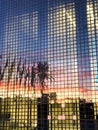 Modern building with glass windows and reflection of palm tree Royalty Free Stock Photo