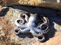 Bas Relief Octopus Sculpture, Manly Beach, Sydney, Australia Royalty Free Stock Photo