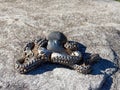 Bas Relief Octopus Sculpture, Manly Beach, Sydney, Australia Royalty Free Stock Photo