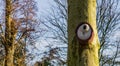 Modern ceramic birds house hanging on a tree trunk, garden decorations