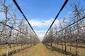 Modern cherry orchard in early spring Royalty Free Stock Photo