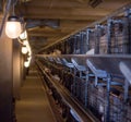 Modern chicken coop in which broiler chickens are bred for consumption in food, hennery