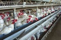 Modern chicken farm for the breeding of white chickens and eggs, multi-level conveyor, indoor, copy space
