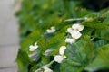 Modern and Clean strawberry Plant .Selective focus on center area