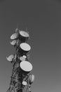 Communications Tower With Many Antenna Royalty Free Stock Photo