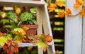 Modern composition of home garden. There is pot with houseplant on decorative wooden staircase. Green houseplant in clay pot locat