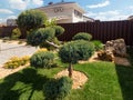 Cloud pruned topiary tree. Rock garden design. Royalty Free Stock Photo