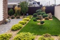 Modern conifer tree garden design.