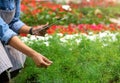 Modern control in greenhouse. African american girl with tablet checks leaves