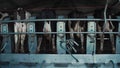 Modern cows milking platform at production facility. Farming parlour equipment.