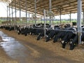 Modern cowshed with cows Royalty Free Stock Photo