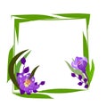 Modern crocus frame. Vector illustration.