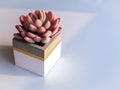 Modern cubic concrete planter with pink succulent plant. Painted concrete pot for home decoration