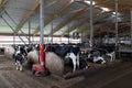 Modern dairy farm in Finland