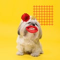 Modern design, contemporary art collage with cute doggies Royalty Free Stock Photo