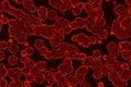 modern design red many organic micro organisms computer graphic background illustration Royalty Free Stock Photo