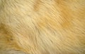 Modern dog's fur texture background Royalty Free Stock Photo