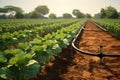 Modern Drip Irrigation Technology Ensuring Water Conservation in Agricultural Practices