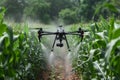 Modern drone applies fertilizer efficiently over lush green corn plants