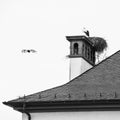 Modern drone flying near stork nest Royalty Free Stock Photo