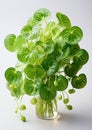 Modern Elegance: Closeup of Pilea Peperomioides Isolated on White Background